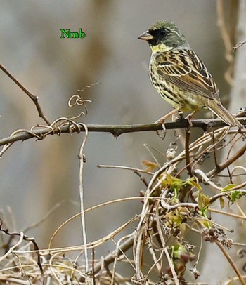 Masked Bunting Unknown Spots Sat, 3/18/2023