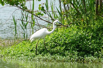 ダイサギ 昆陽池 2018年5月12日(土)