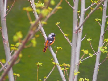 Daurian Redstart 市場池公園 Sat, 3/18/2023