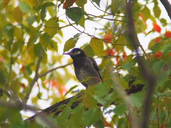 White-cheeked Starling 市場池公園 Sat, 3/18/2023