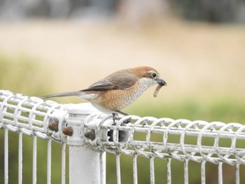 2023年3月18日(土) 木津川市の野鳥観察記録