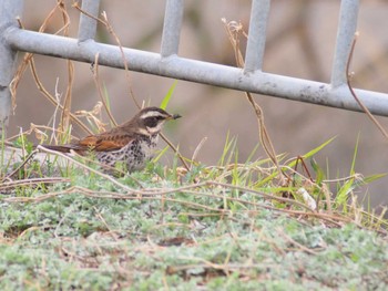 Dusky Thrush 市場池公園 Sat, 3/18/2023