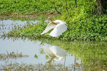 アマサギ 昆陽池 2018年5月12日(土)