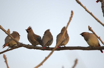 2023年3月12日(日) 浅羽ビオトープの野鳥観察記録