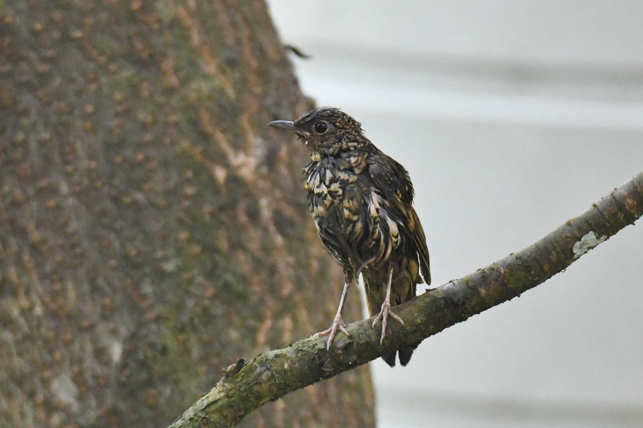 Scaly Thrush