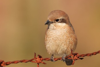 Bull-headed Shrike 狭山湖 Sat, 2/18/2023