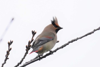 2023年3月18日(土) 大阪城公園の野鳥観察記録