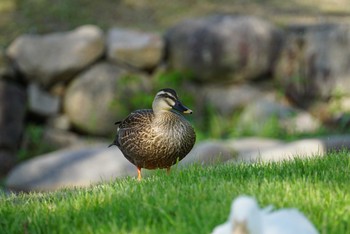 カルガモ 昆陽池 2018年5月12日(土)