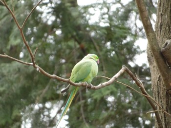 ワカケホンセイインコ 多磨霊園 2023年3月12日(日)