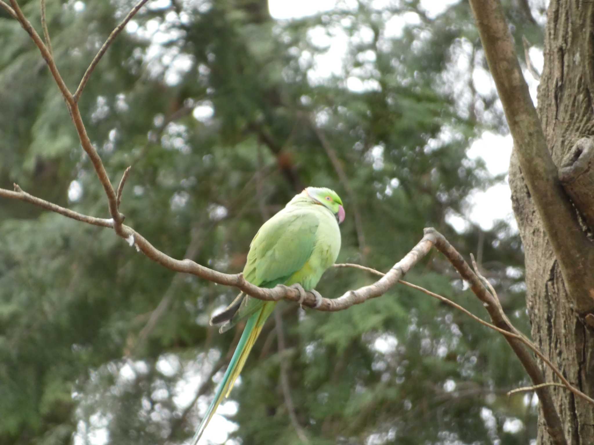 多磨霊園 ワカケホンセイインコの写真 by かせん