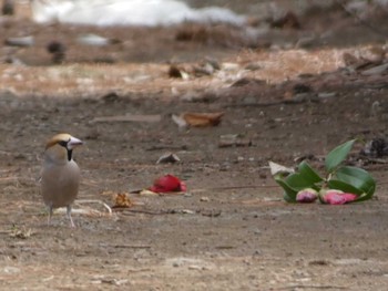 2023年3月12日(日) 多磨霊園の野鳥観察記録