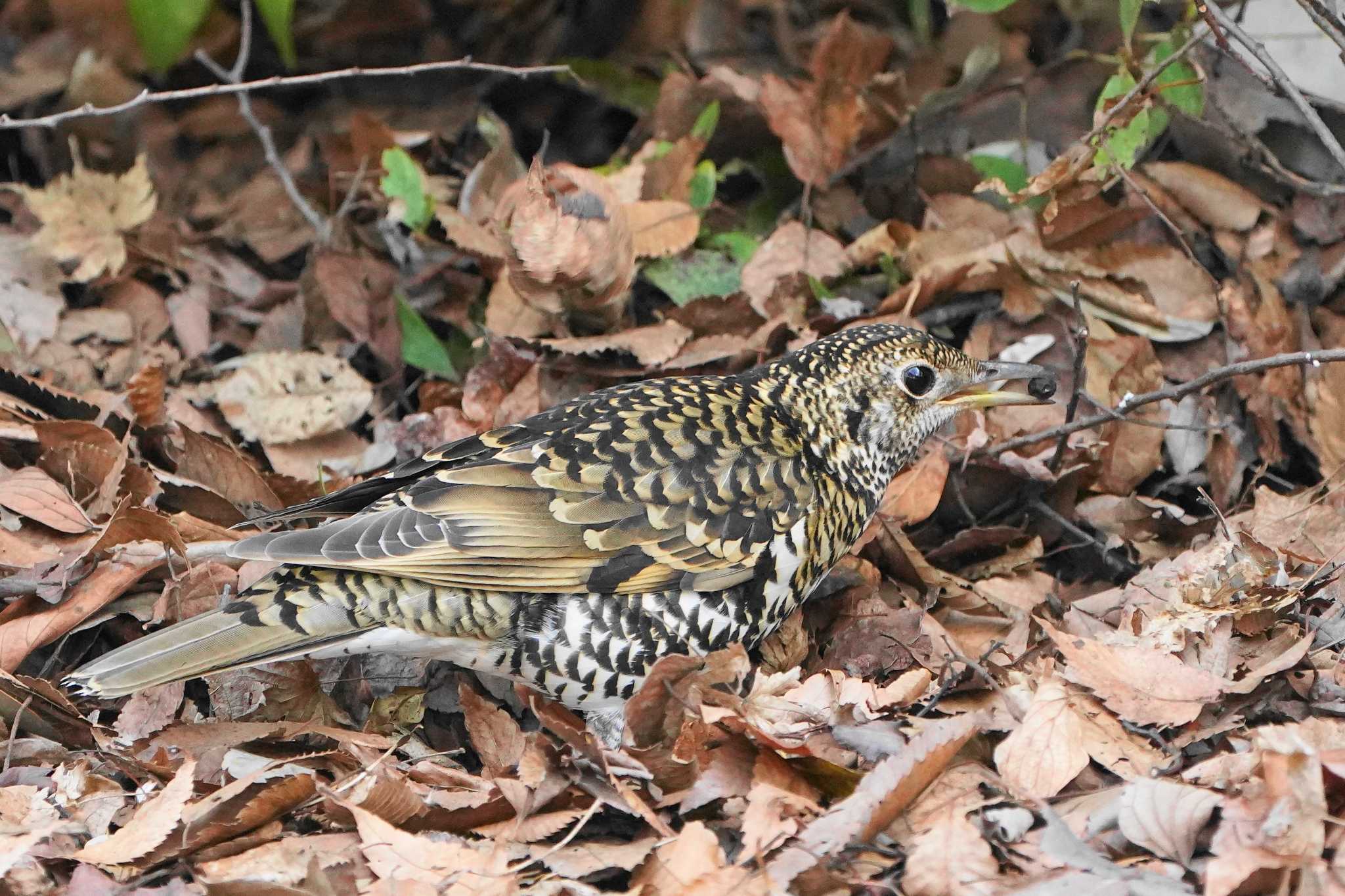 Photo of White's Thrush at Showa Kinen Park by アカウント4133