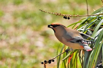 Japanese Waxwing Showa Kinen Park Thu, 3/16/2023