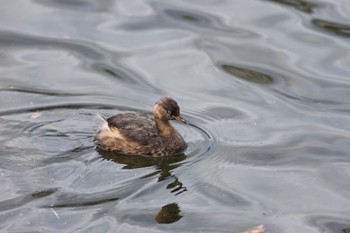 カイツブリ 二テコ池(兵庫県西宮市) 2023年3月18日(土)