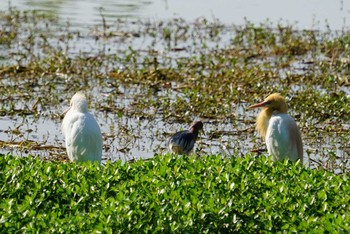 アマサギ 昆陽池 2018年5月12日(土)