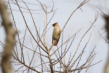 2023年3月12日(日) 葛西臨海公園の野鳥観察記録