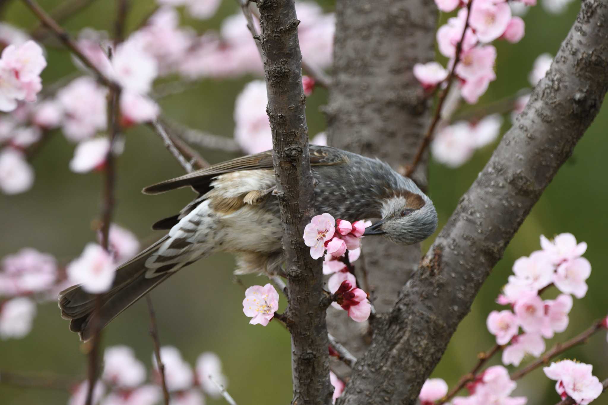 葛西臨海公園 ヒヨドリの写真 by すずめのお宿