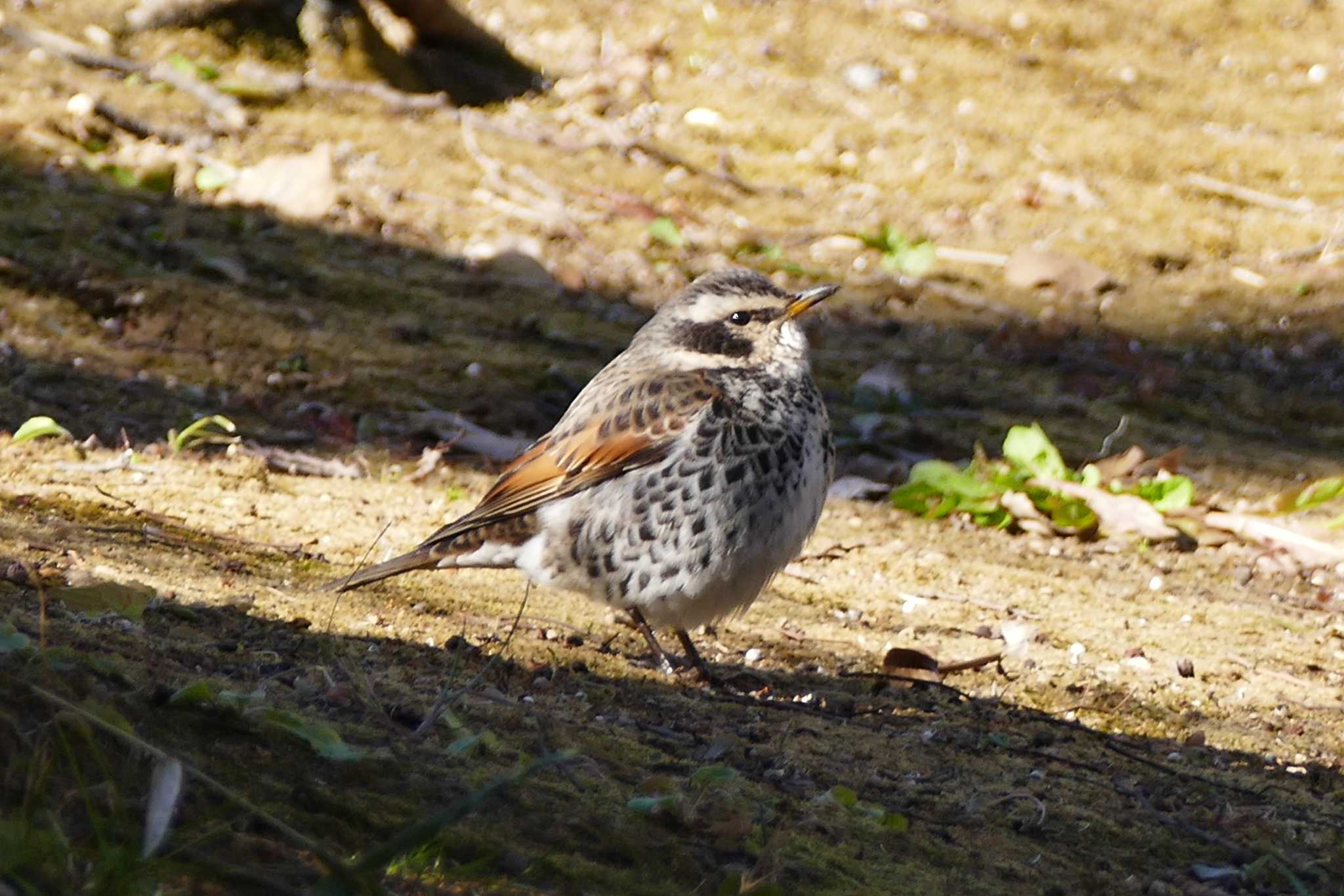 Photo of Dusky Thrush at 東京都 by アカウント5509