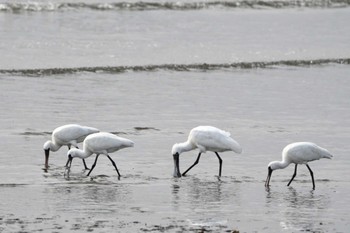 クロツラヘラサギ 葛西臨海公園 2023年3月12日(日)