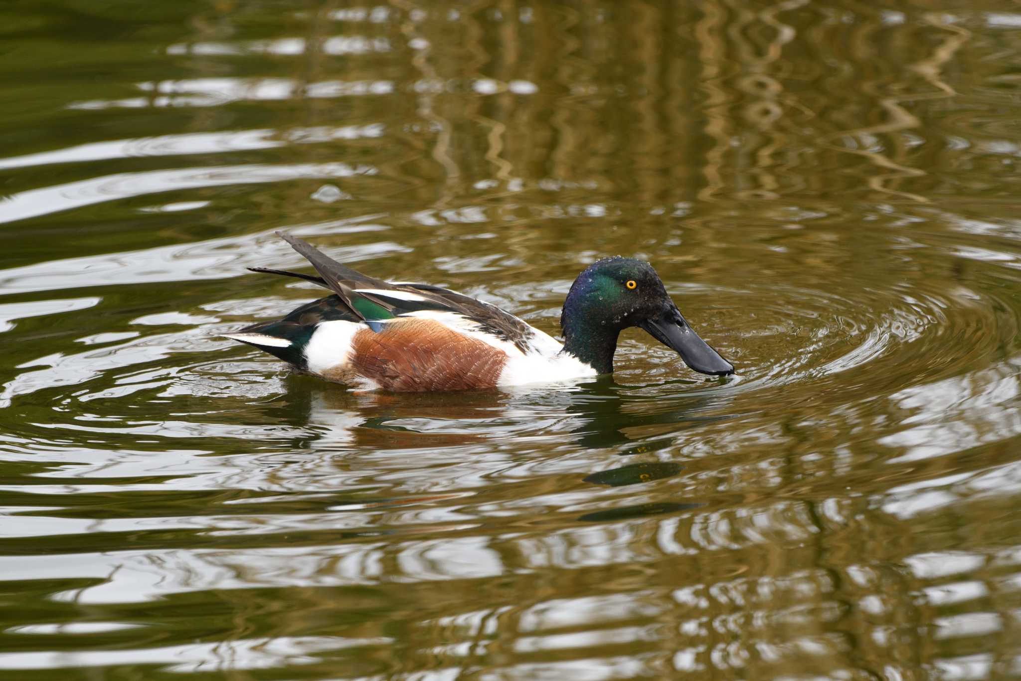 葛西臨海公園 ハシビロガモの写真 by すずめのお宿