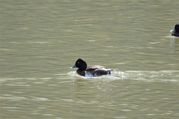 Baer's Pochard 名古屋市 Tue, 3/14/2023