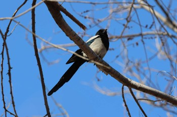 カササギ 遼寧省月亭湖公園(中国) 2023年3月11日(土)