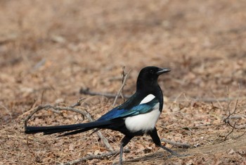 Eurasian Magpie 遼寧省月亭湖公園(中国) Sat, 3/11/2023