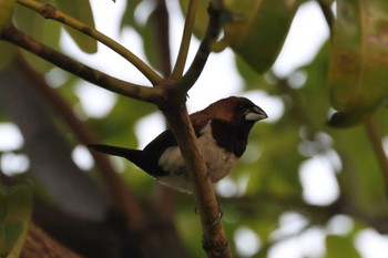 Javan Munia インドネシアチレゴン Thu, 3/16/2023