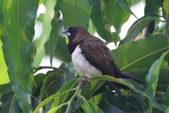 Javan Munia インドネシアチレゴン Thu, 3/16/2023