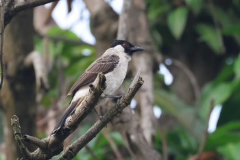 Sooty-headed Bulbul インドネシアチレゴン Thu, 3/16/2023