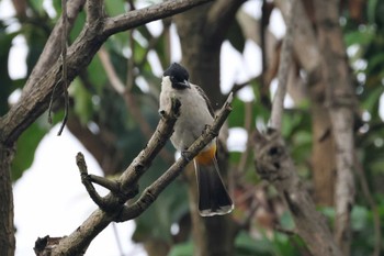 Sooty-headed Bulbul インドネシアチレゴン Thu, 3/16/2023