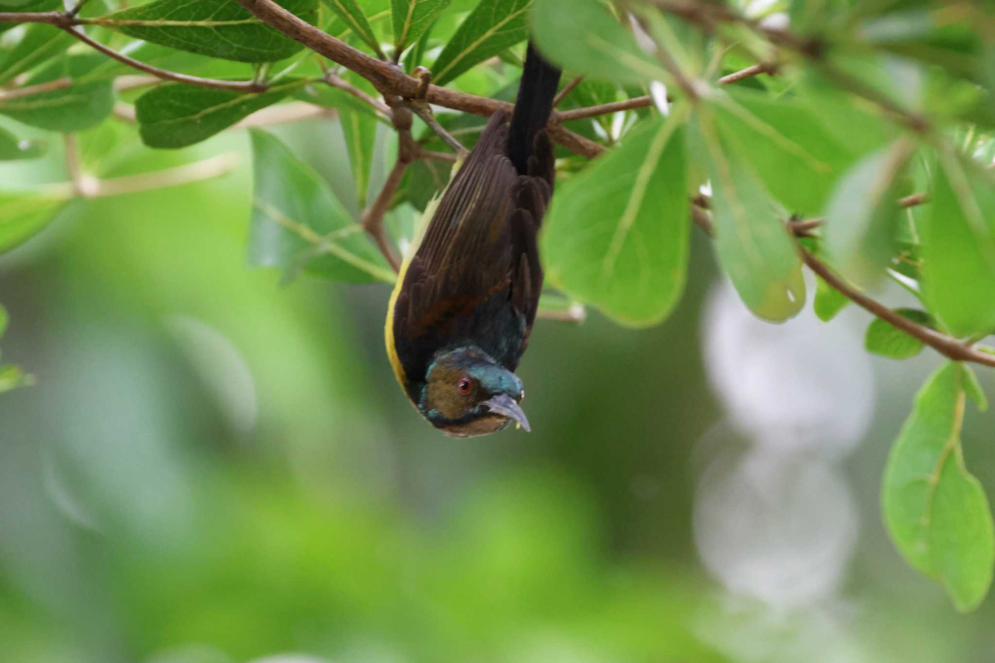 Photo of Ornate Sunbird at インドネシアチレゴン by ぼぼぼ