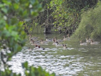 Northern Pintail Ishigaki Island Fri, 2/17/2023