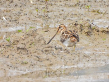 Common Snipe Ishigaki Island Fri, 2/17/2023