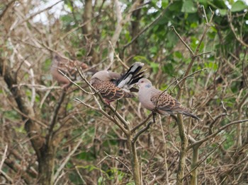 Oriental Turtle Dove(stimpsoni) Ishigaki Island Fri, 2/17/2023