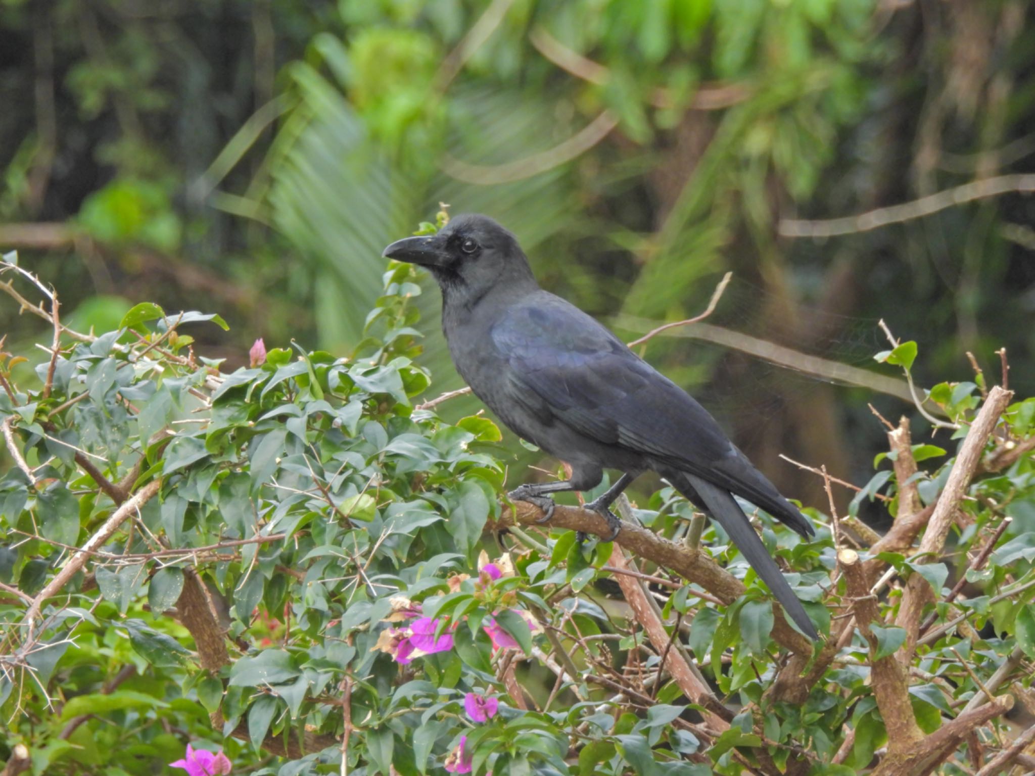 オサハシブトガラス：　八重山諸島の留鳥　本州のカラスより小さくてかわいい by クロやん