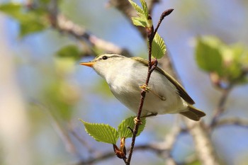 Eastern Crowned Warbler Hakodateyama Sat, 5/12/2018