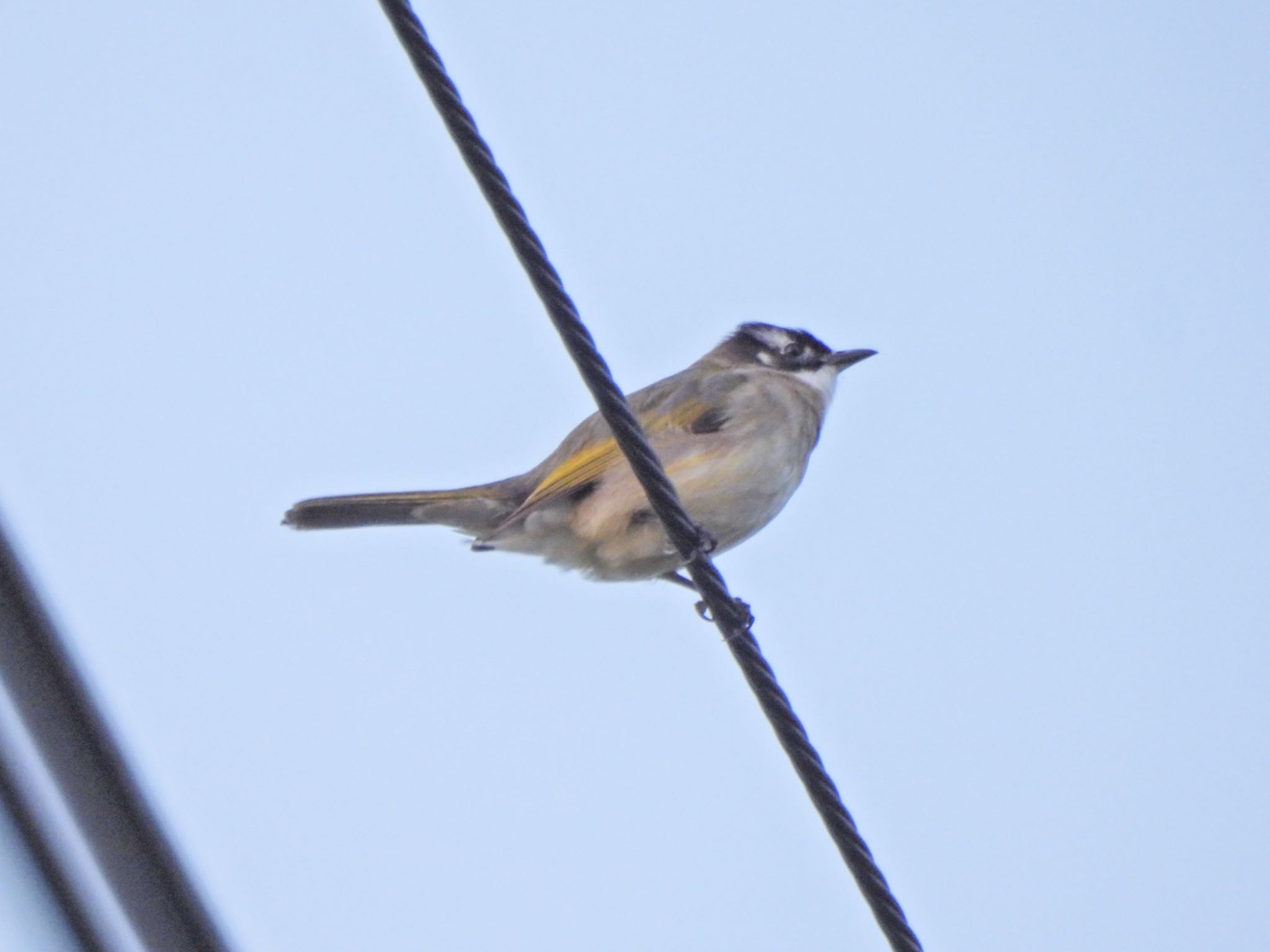 シロガシラ：　真上にいると白い頭が見えず最初は何の鳥か分からなかった by クロやん