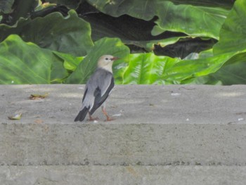 Red-billed Starling Ishigaki Island Fri, 2/17/2023