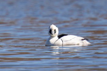 Smew Shin-yokohama Park Sun, 2/26/2023