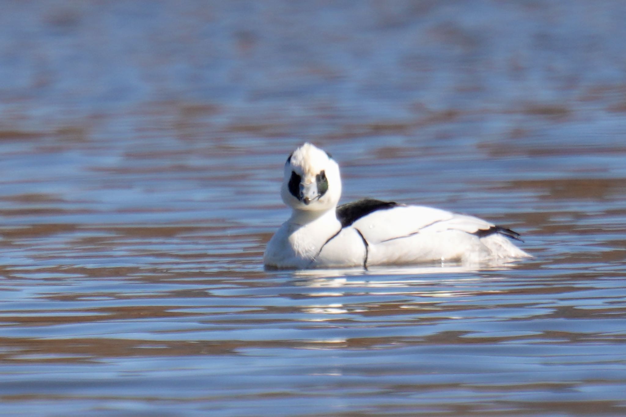 Smew