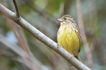 Masked Bunting Maioka Park Sun, 3/12/2023