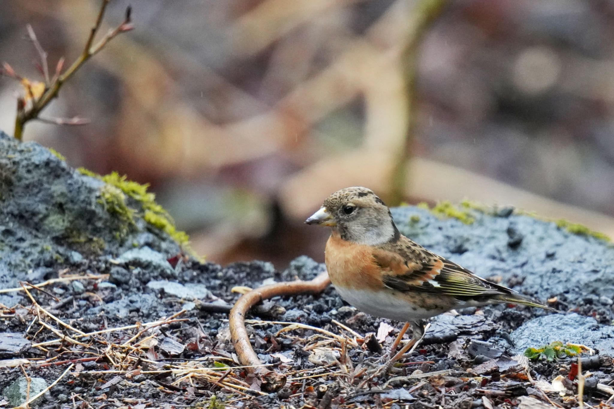 Photo of Brambling at 西湖野鳥の森公園 by アポちん