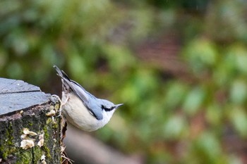 Eurasian Nuthatch 西湖野鳥の森公園 Sat, 3/18/2023