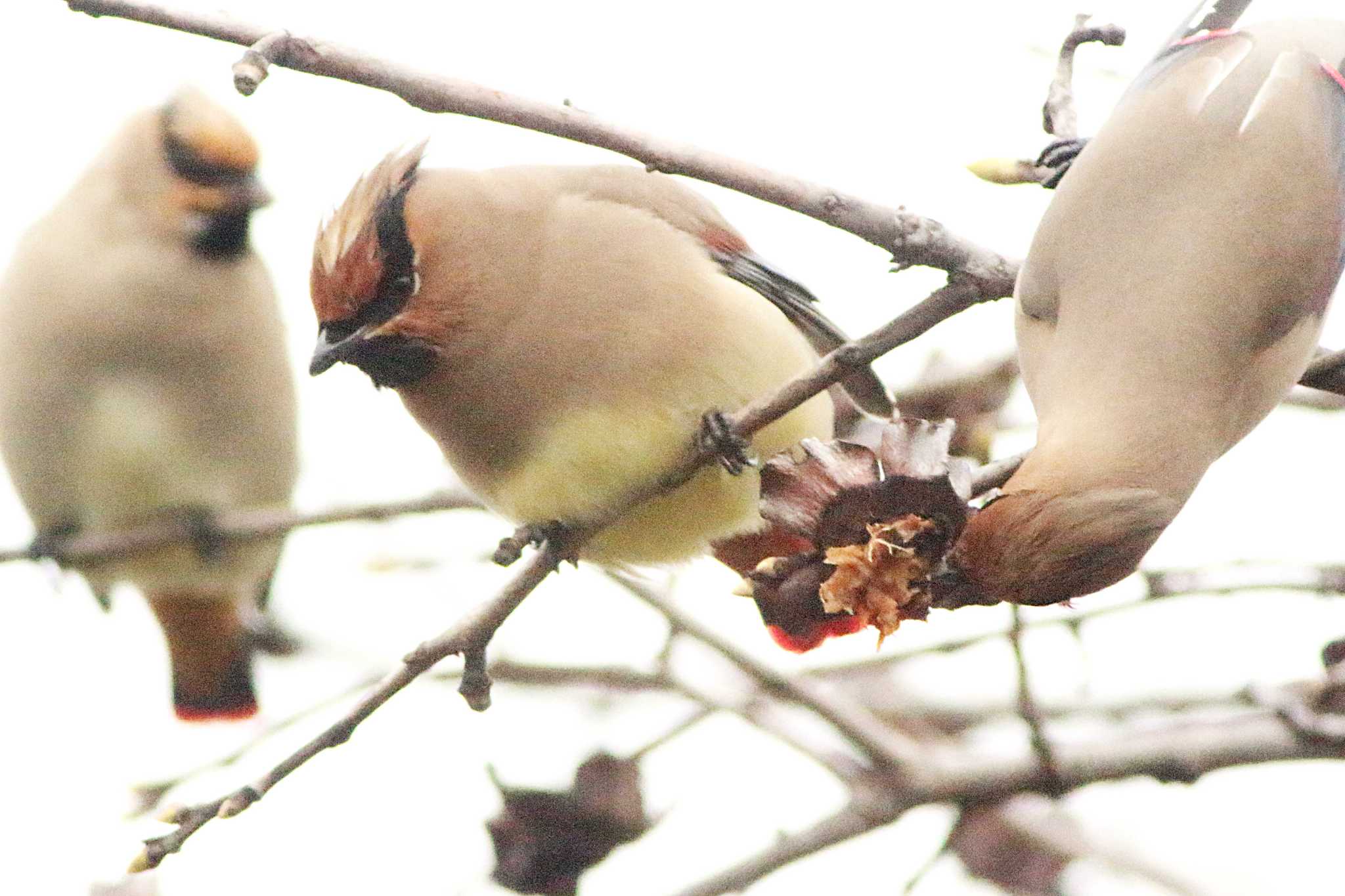 Japanese Waxwing