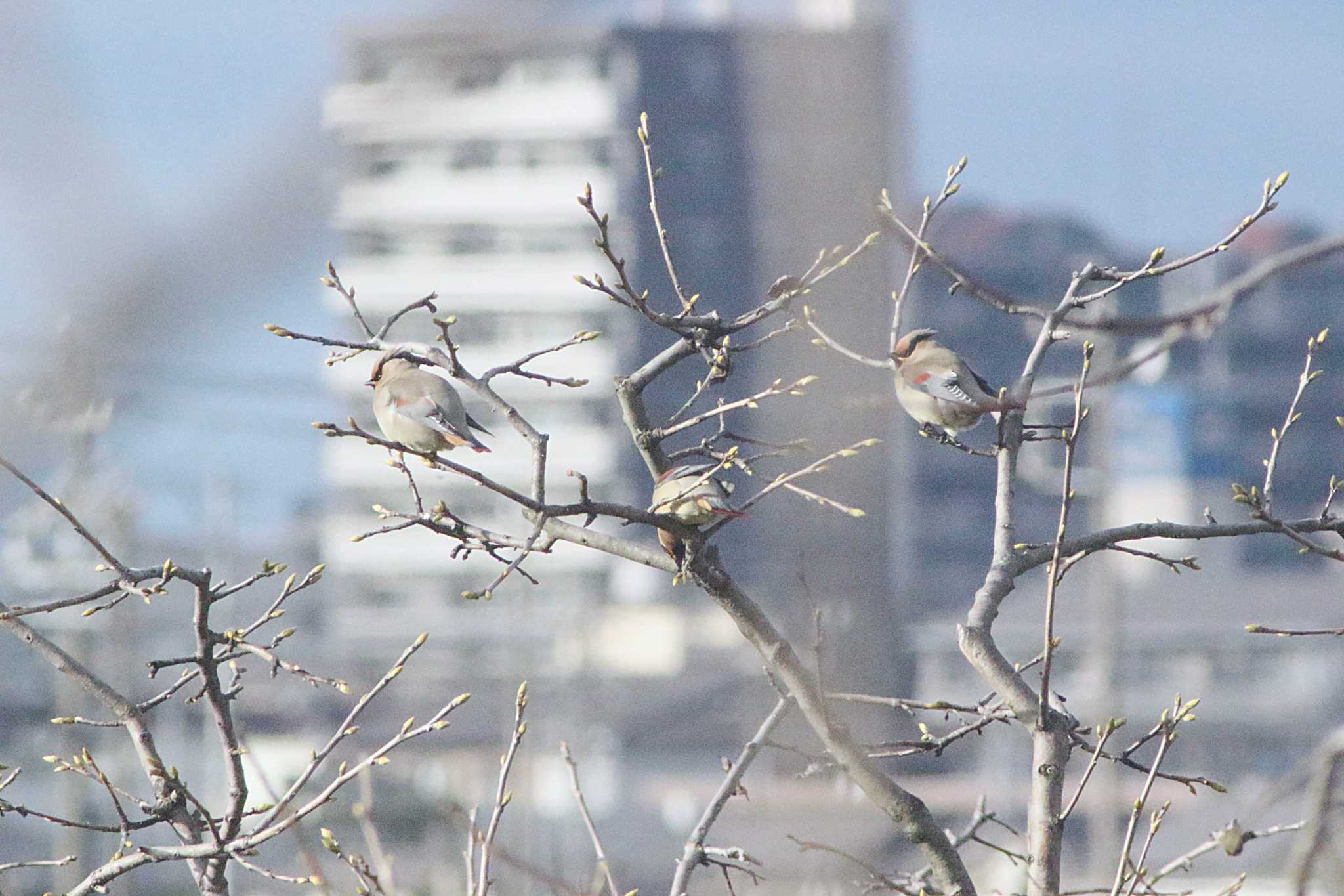 愛知県知多市柳花2丁目 ヒレンジャクの写真 by 佐藤 好生