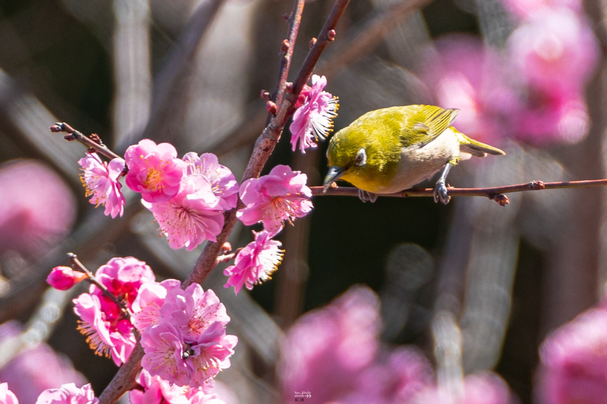 Untitled Photo by ろんべ