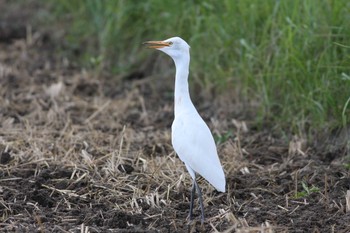 アマサギ 五主海岸 2010年9月4日(土)