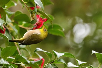 Warbling White-eye 猪名川公園 Fri, 3/17/2023