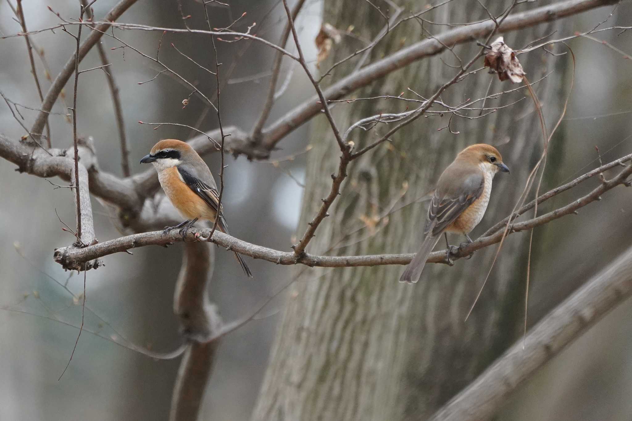 Photo of Bull-headed Shrike at Showa Kinen Park by アカウント4133